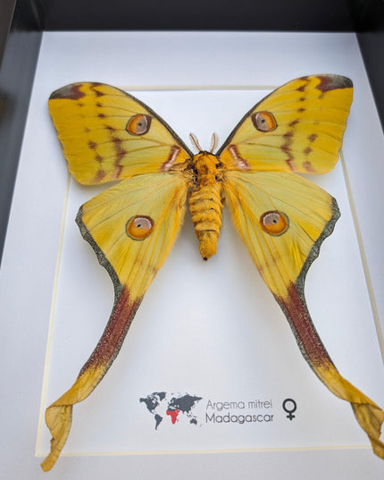 Framed comet moth: Argema mitrei female - Madagascar wall art (a4)