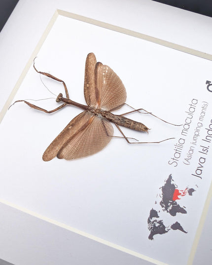 Framed asian long-headed mantis: ethically sourced entomology wall decor