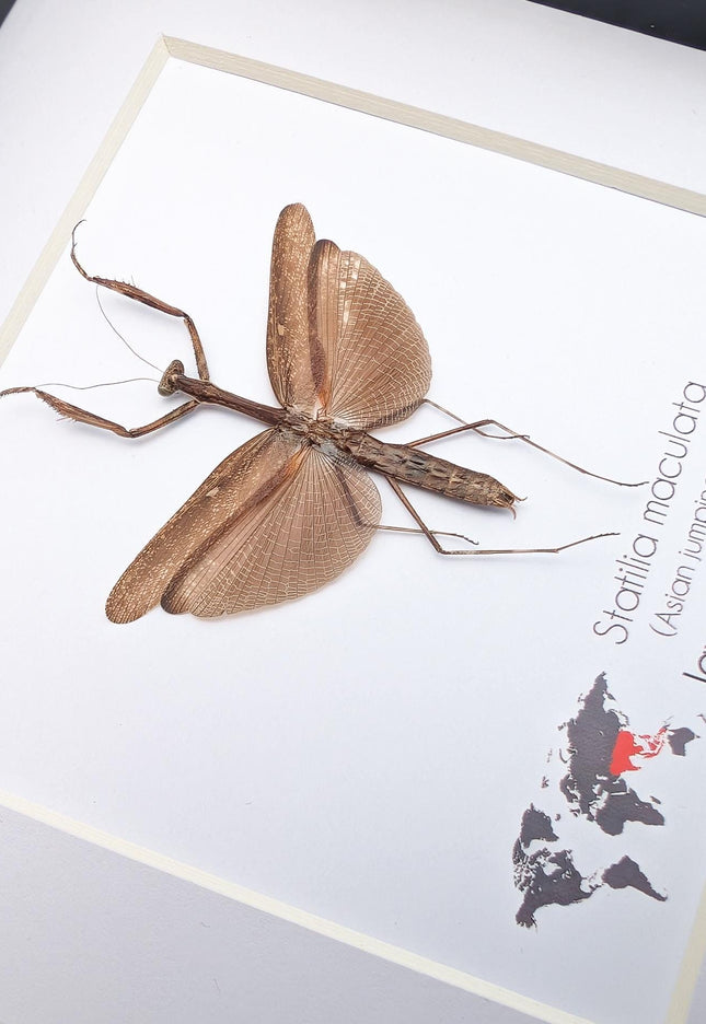 Framed asian long-headed mantis: ethically sourced entomology wall decor