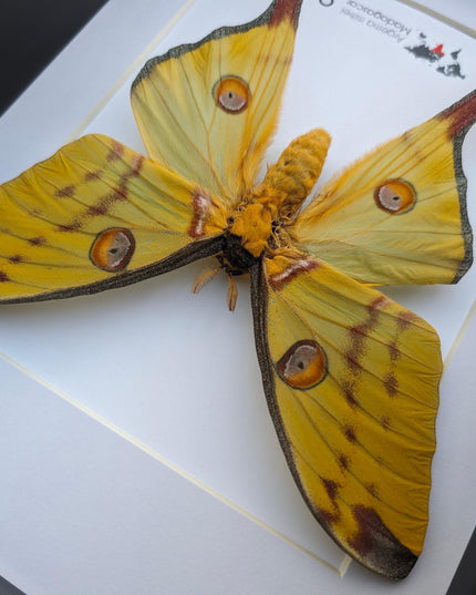 Framed comet moth: Argema mitrei female - Madagascar wall art (a4)