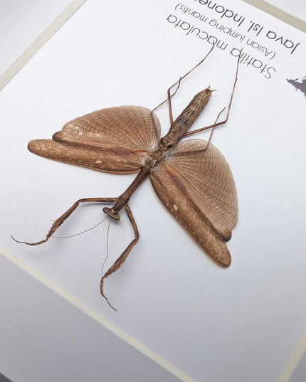 Framed asian long-headed mantis: ethically sourced entomology wall decor