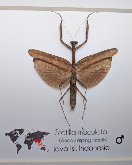 Framed asian long-headed mantis: ethically sourced entomology wall decor