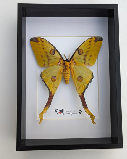Framed comet moth: Argema mitrei female - Madagascar wall art (a4)