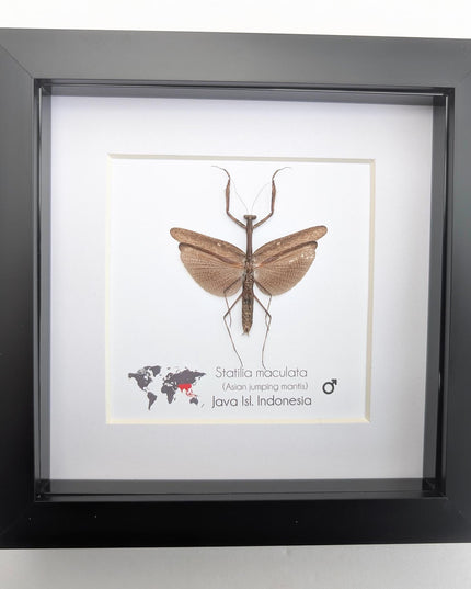 Framed asian long-headed mantis: ethically sourced entomology wall decor