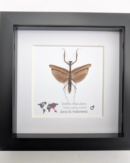 Framed asian long-headed mantis: ethically sourced entomology wall decor