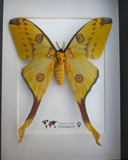 Framed comet moth: Argema mitrei female - Madagascar wall art (a4)