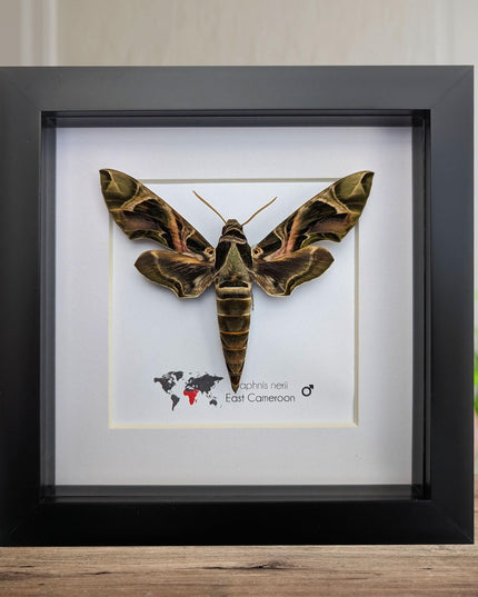 Framed african green hawkmoth specimen: ethically sourced entomology wall art