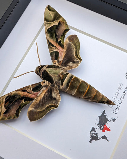 Framed african green hawkmoth specimen: ethically sourced entomology wall art