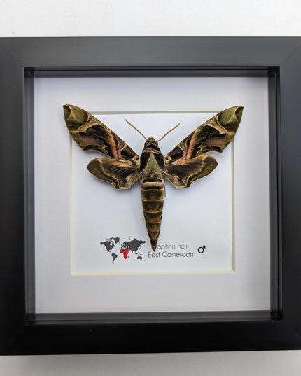 Framed african green hawkmoth specimen: ethically sourced entomology wall art