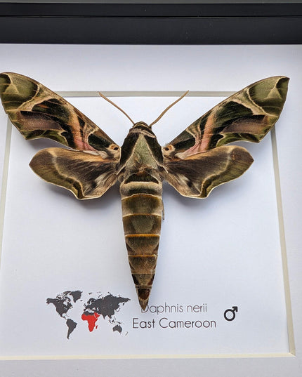 Framed african green hawkmoth specimen: ethically sourced entomology wall art