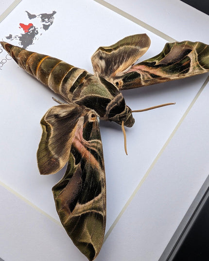 Framed african green hawkmoth specimen: ethically sourced entomology wall art