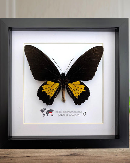 Troides oblongomaculatus, the oblong-spotted birdwing, male, taxidermy present, entomology, ethically sourced, nature art, butterfly display