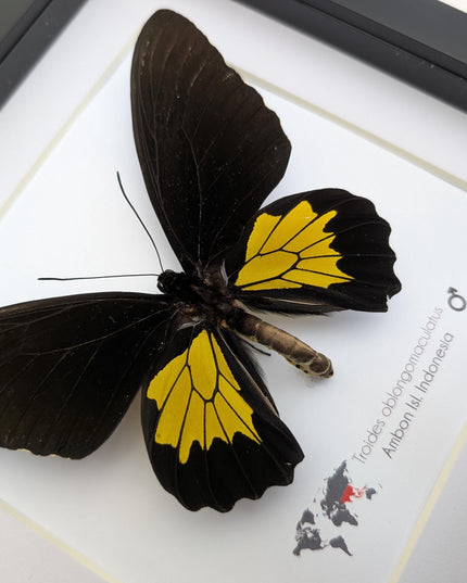 Troides oblongomaculatus, the oblong-spotted birdwing, male, taxidermy present, entomology, ethically sourced, nature art, butterfly display