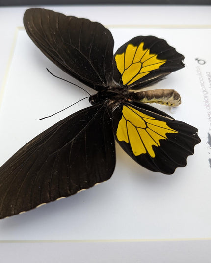 Troides oblongomaculatus, the oblong-spotted birdwing, male, taxidermy present, entomology, ethically sourced, nature art, butterfly display