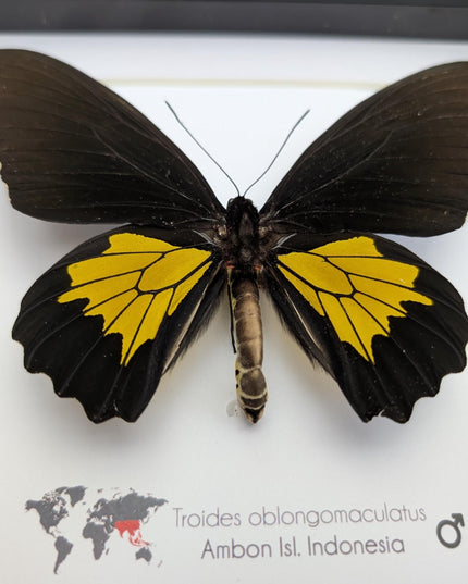 Troides oblongomaculatus, the oblong-spotted birdwing, male, taxidermy present, entomology, ethically sourced, nature art, butterfly display