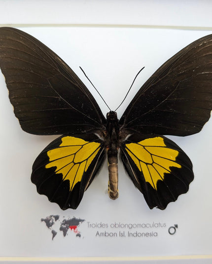Troides oblongomaculatus, the oblong-spotted birdwing, male, taxidermy present, entomology, ethically sourced, nature art, butterfly display