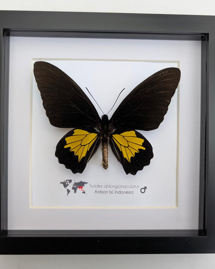 Troides oblongomaculatus, the oblong-spotted birdwing, male, taxidermy present, entomology, ethically sourced, nature art, butterfly display