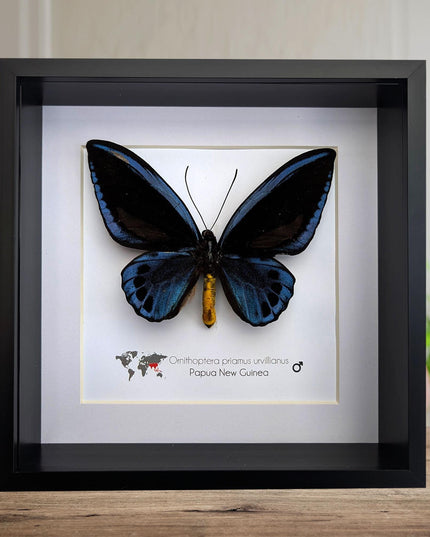 Framed blue birdwing butterfly - ornithoptera priamus urvillianus - entomology wall decor
