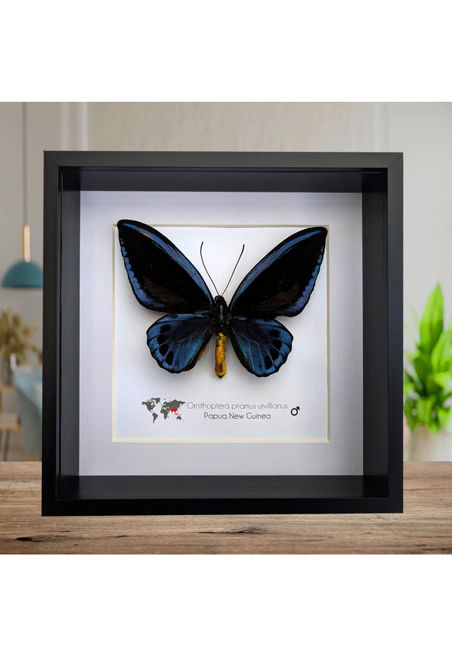 Framed blue birdwing butterfly - ornithoptera priamus urvillianus - entomology wall decor