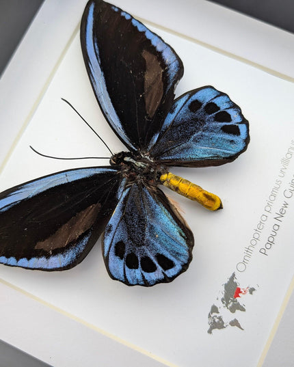 Framed blue birdwing butterfly - ornithoptera priamus urvillianus - entomology wall decor