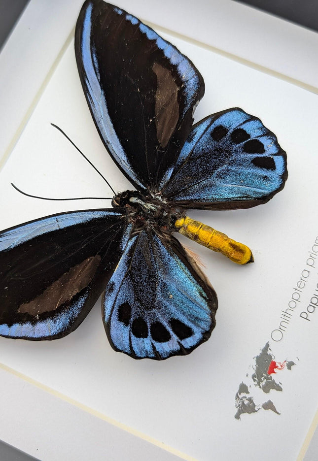 Framed blue birdwing butterfly - ornithoptera priamus urvillianus - entomology wall decor