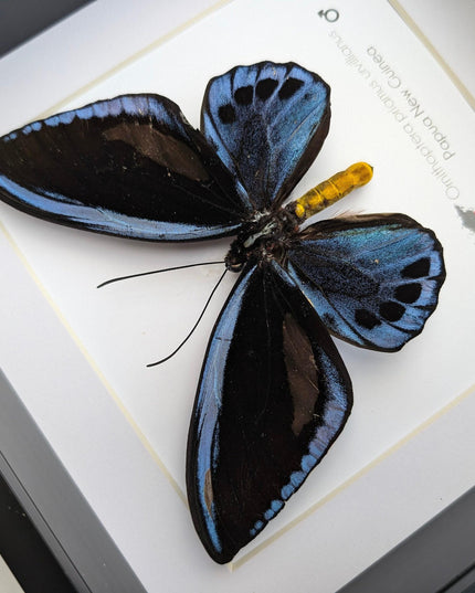 Framed blue birdwing butterfly - ornithoptera priamus urvillianus - entomology wall decor