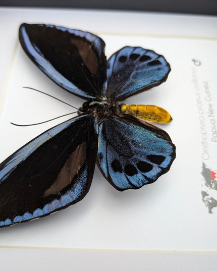 Framed blue birdwing butterfly - ornithoptera priamus urvillianus - entomology wall decor