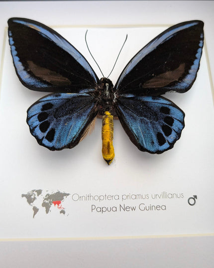Framed blue birdwing butterfly - ornithoptera priamus urvillianus - entomology wall decor