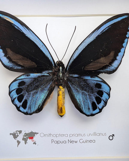 Framed blue birdwing butterfly - ornithoptera priamus urvillianus - entomology wall decor
