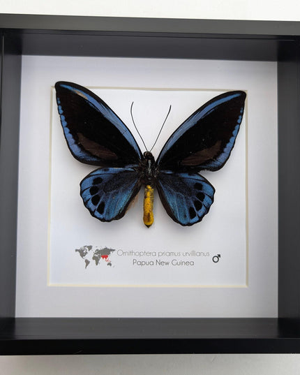 Framed blue birdwing butterfly - ornithoptera priamus urvillianus - entomology wall decor