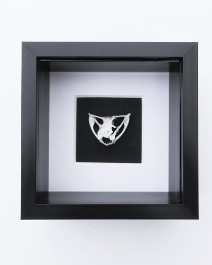 Framed white-lipped pit viper skull - sulawesi, indonesia (4x4 inch)