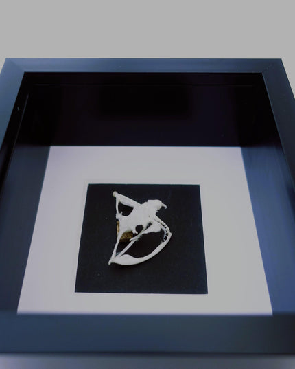 Framed white-lipped pit viper skull - sulawesi, indonesia (4x4 inch)