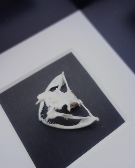 Framed white-lipped pit viper skull - sulawesi, indonesia (4x4 inch)