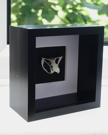 Framed white-lipped pit viper skull - sulawesi, indonesia (4x4 inch)