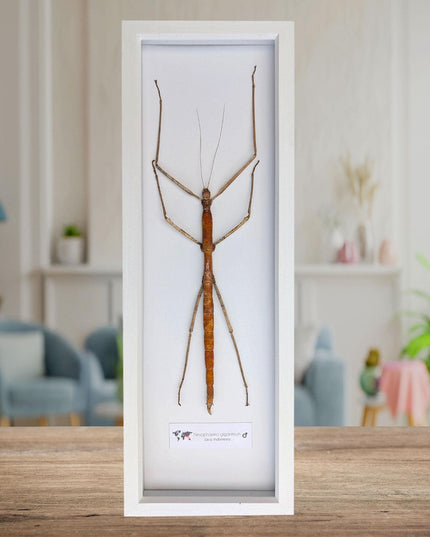 Framed Giant Stick Insect Taxidermy: Ethically Sourced Entomology Wall Art