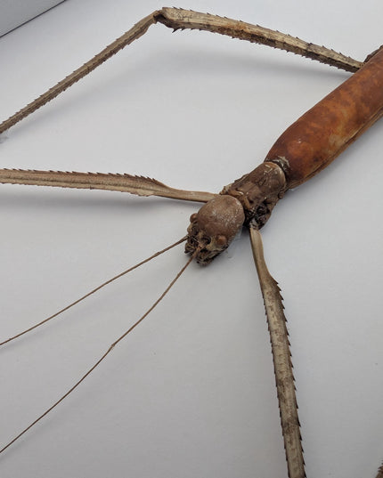 Framed Giant Stick Insect Taxidermy: Ethically Sourced Entomology Wall Art