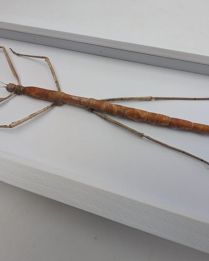 Framed Giant Stick Insect Taxidermy: Ethically Sourced Entomology Wall Art