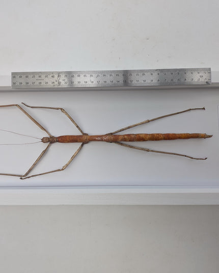 Framed Giant Stick Insect Taxidermy: Ethically Sourced Entomology Wall Art