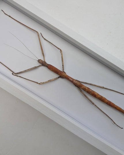 Framed Giant Stick Insect Taxidermy: Ethically Sourced Entomology Wall Art