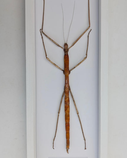 Framed Giant Stick Insect Taxidermy: Ethically Sourced Entomology Wall Art