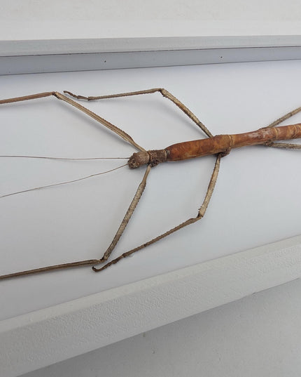 Framed Giant Stick Insect Taxidermy: Ethically Sourced Entomology Wall Art