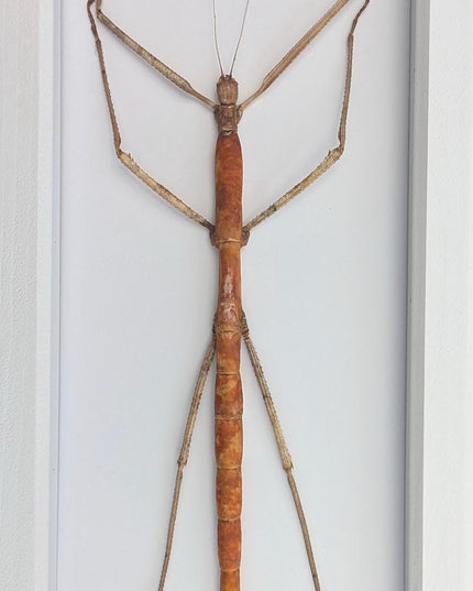 Framed Giant Stick Insect Taxidermy: Ethically Sourced Entomology Wall Art