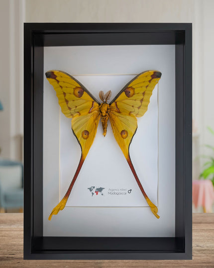 Framed Moths, Argema Mitrei, Urania Ripheus, Acheontia Atropos, Actias Ningpoana, Taxidermy Wall Decor