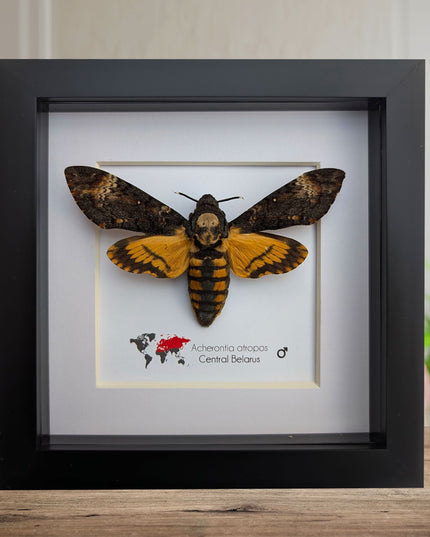 Framed Moths, Argema Mitrei, Urania Ripheus, Acheontia Atropos, Actias Ningpoana, Taxidermy Wall Decor