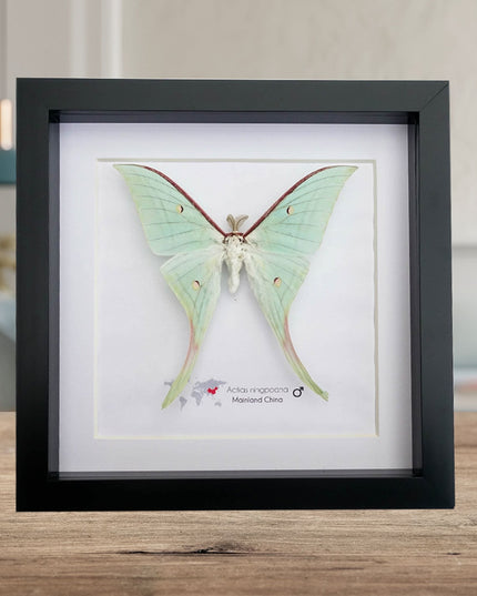 Framed Moths, Argema Mitrei, Urania Ripheus, Acheontia Atropos, Actias Ningpoana, Taxidermy Wall Decor