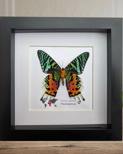 Framed Moths, Argema Mitrei, Urania Ripheus, Acheontia Atropos, Actias Ningpoana, Taxidermy Wall Decor
