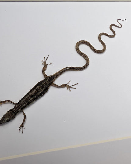 Takydromus grass lizard, long-tailed grass lizard,  indonesia, wall decor, science collection, taxidermy display, frame a4