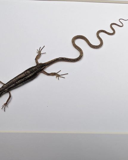 Takydromus grass lizard, long-tailed grass lizard,  indonesia, wall decor, science collection, taxidermy display, frame a4