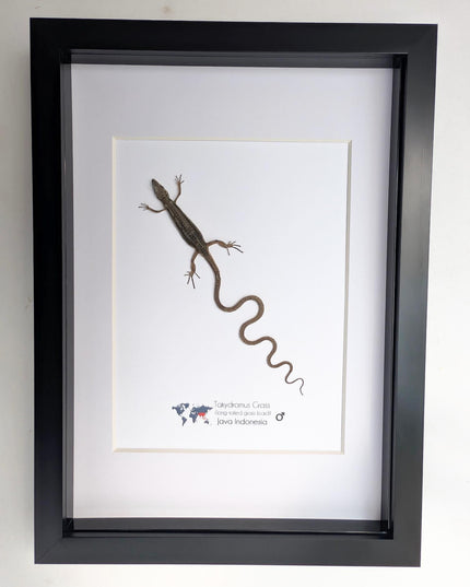 Takydromus grass lizard, long-tailed grass lizard,  indonesia, wall decor, science collection, taxidermy display, frame a4