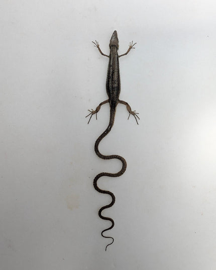 Takydromus grass lizard, long-tailed grass lizard,  indonesia, wall decor, science collection, taxidermy display, frame a4
